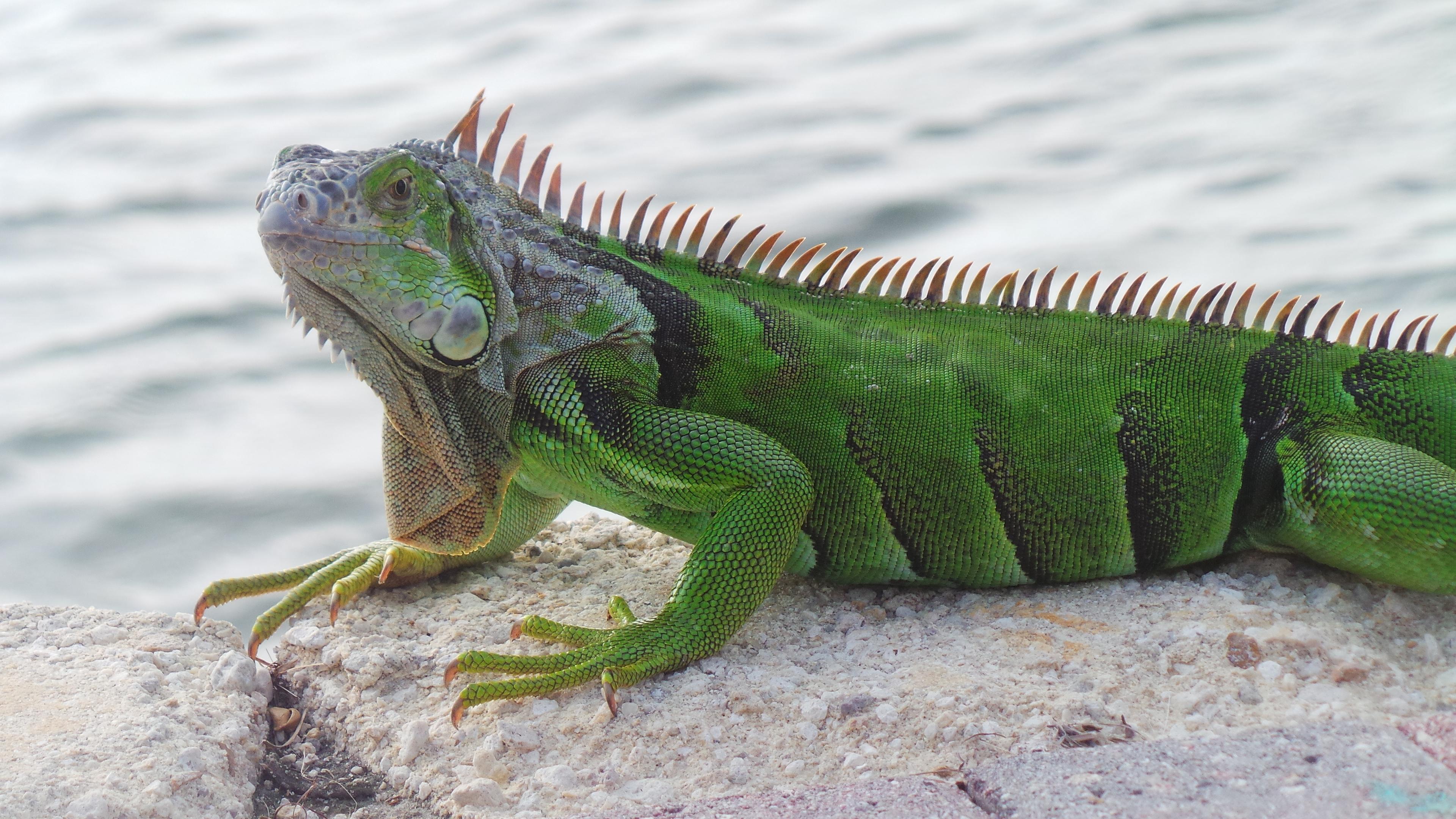 Reptilienhaus Unteruhldingen